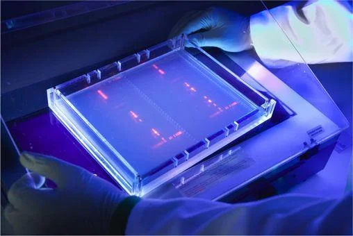 Fluorescent Dyes & Stains